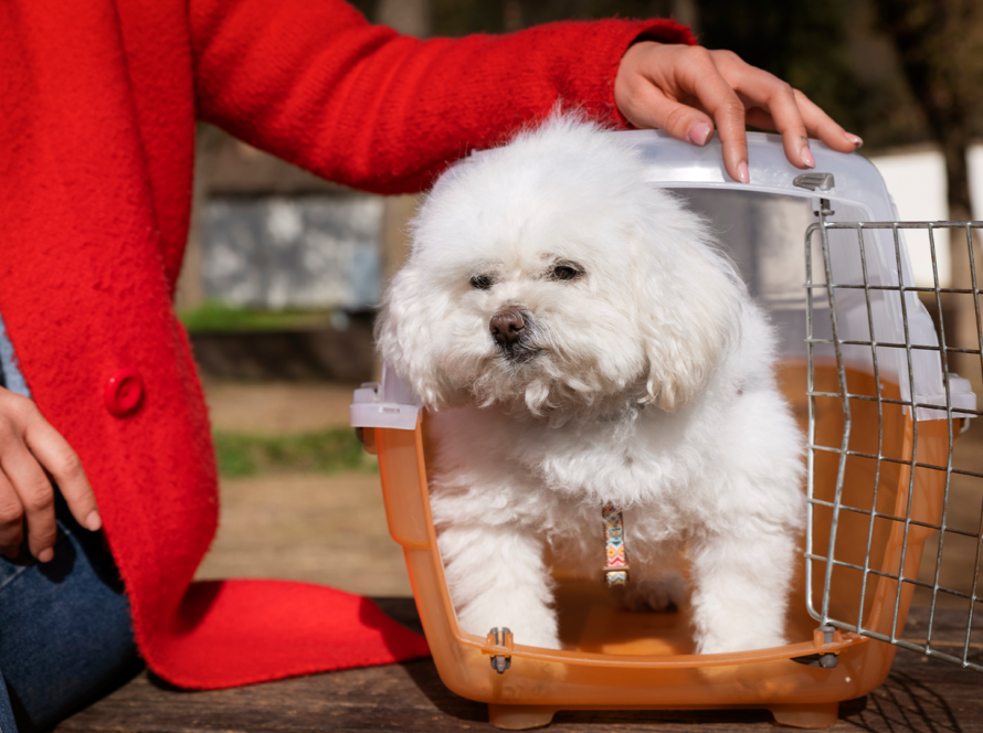 Puppy-crates-for-cars