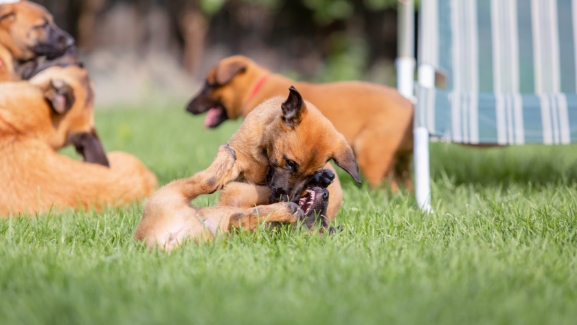 Crate-Games-for-Dogs