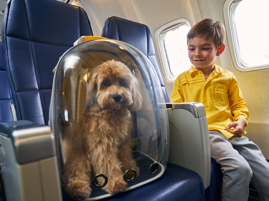 dog-crates-for-air-travel