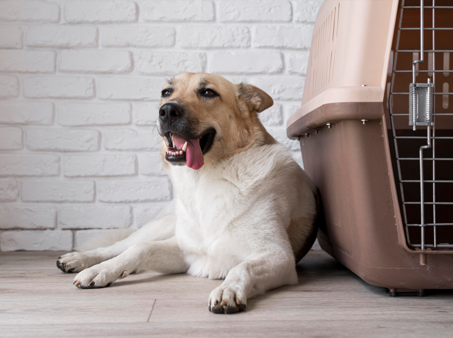 mat-for-under-dog-crate