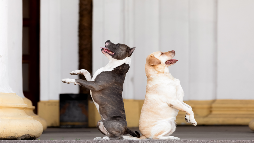 size-of-dog-crates-by-breed