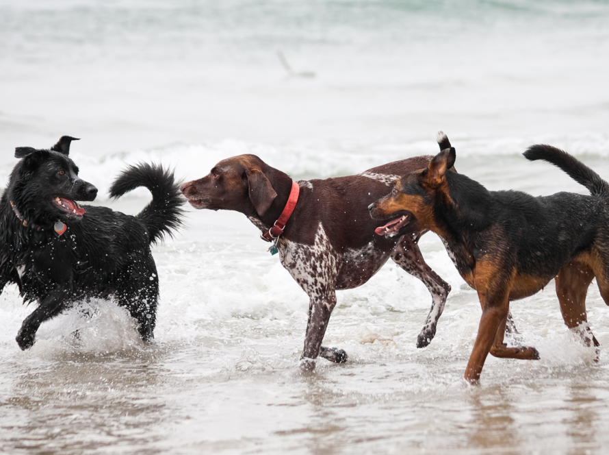 size-of-dog-crates-by-breed