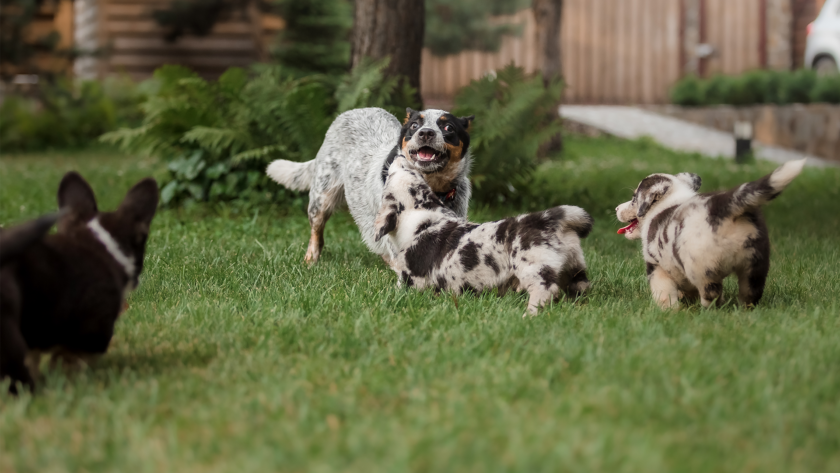 size-of-dog-crates-by-breed