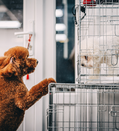 Dog-crates-for-Traveling