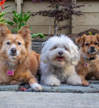 Crate-padding-for-dogs