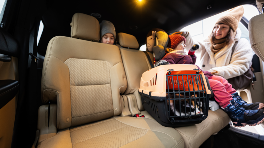 dog-crates-for-car