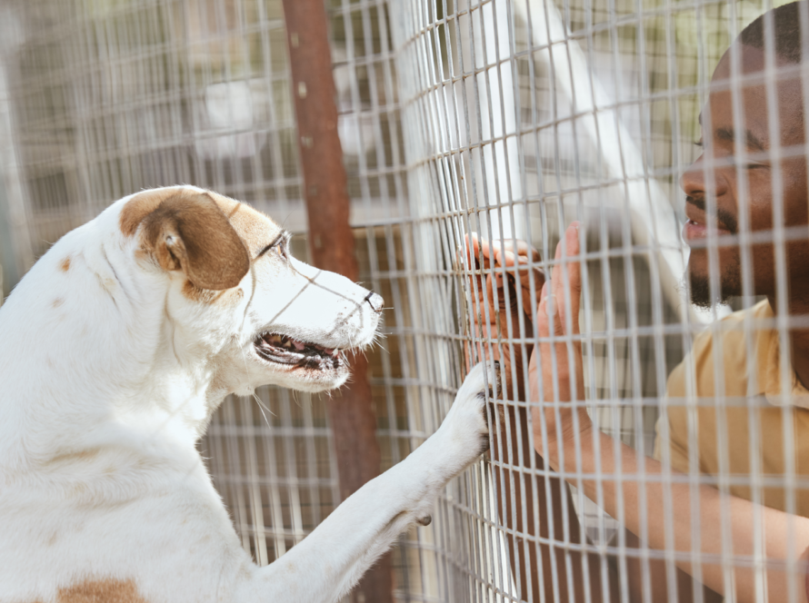 x-large-dog-crate-sizes