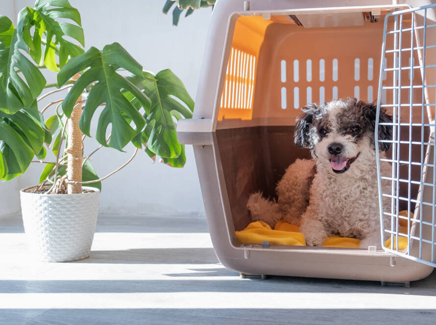 Dog-Crates-for-Traveling