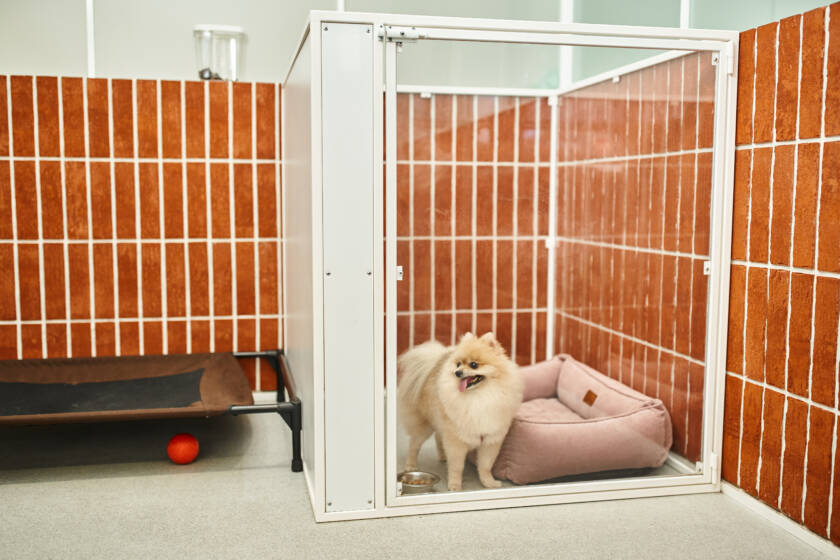 x-large-dog-crate-sizes