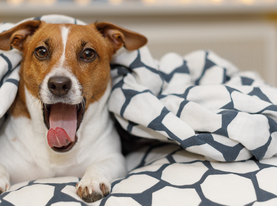 indestructible-dog-crate-pads