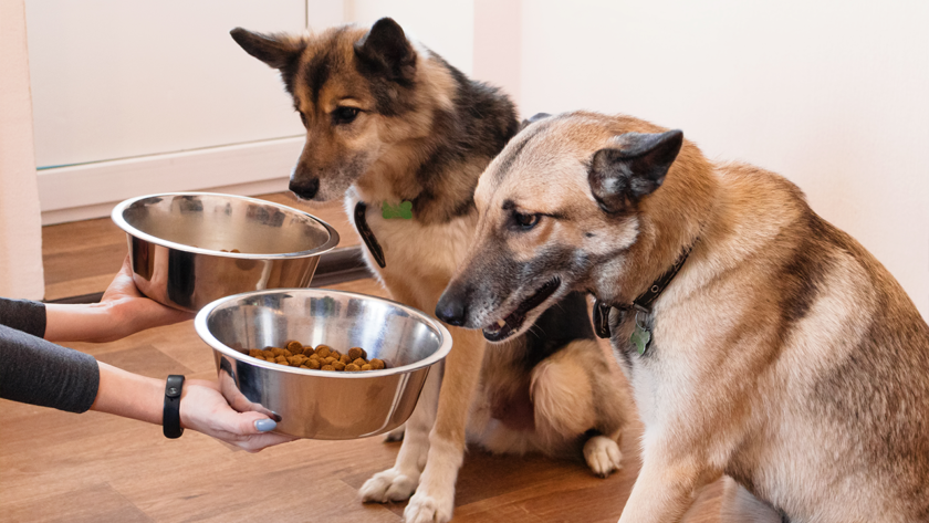 bowls-of-food-and-water-for-dogs-in-crate