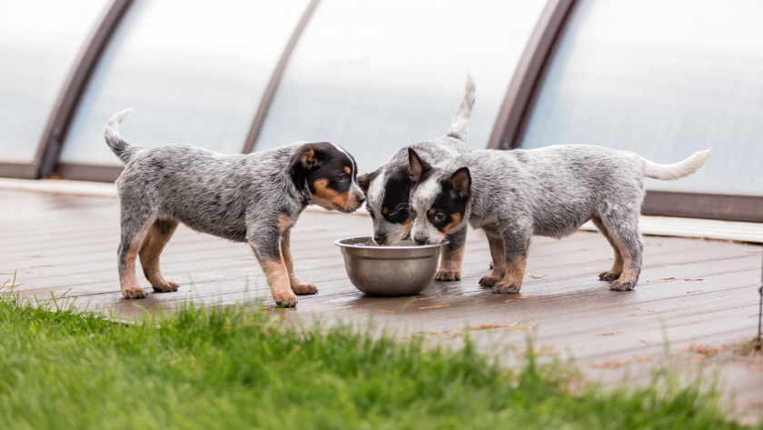 bowls-of-food-and-water-for-dogs-in-crate