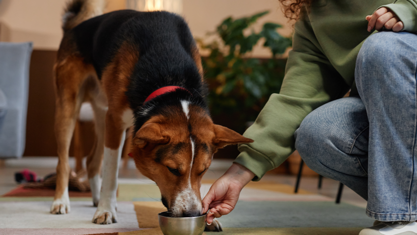 water-for-dogs -in-crate
