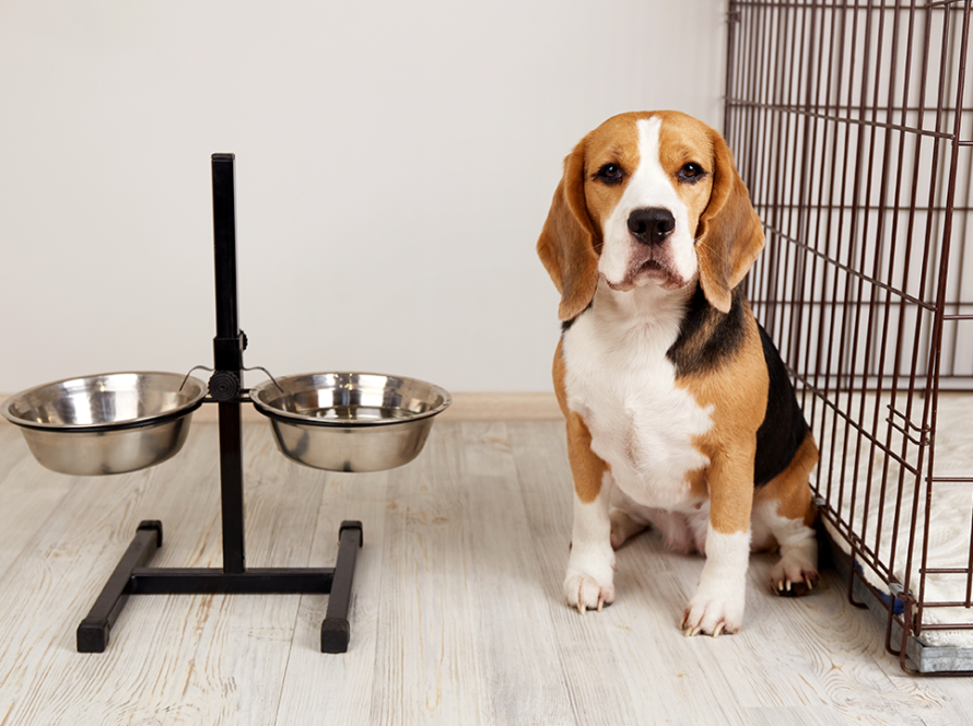 bowls-of-food-and-water-for-dogs-in-crate