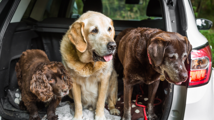 car-travel-crates-for-dogs