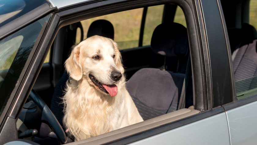 car-travel-crates-for-dogs