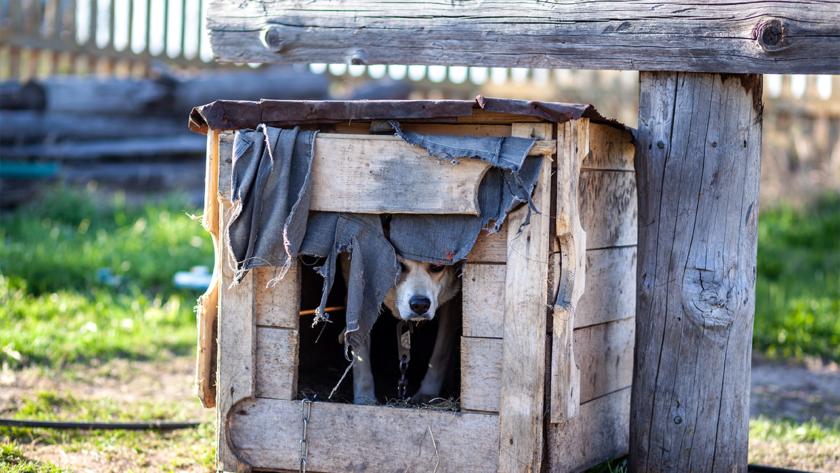 Covering-a-Dog's-Crate