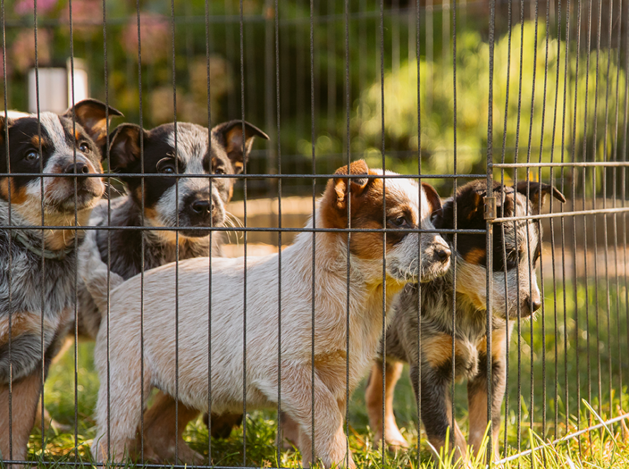 collapsable-dog-crate