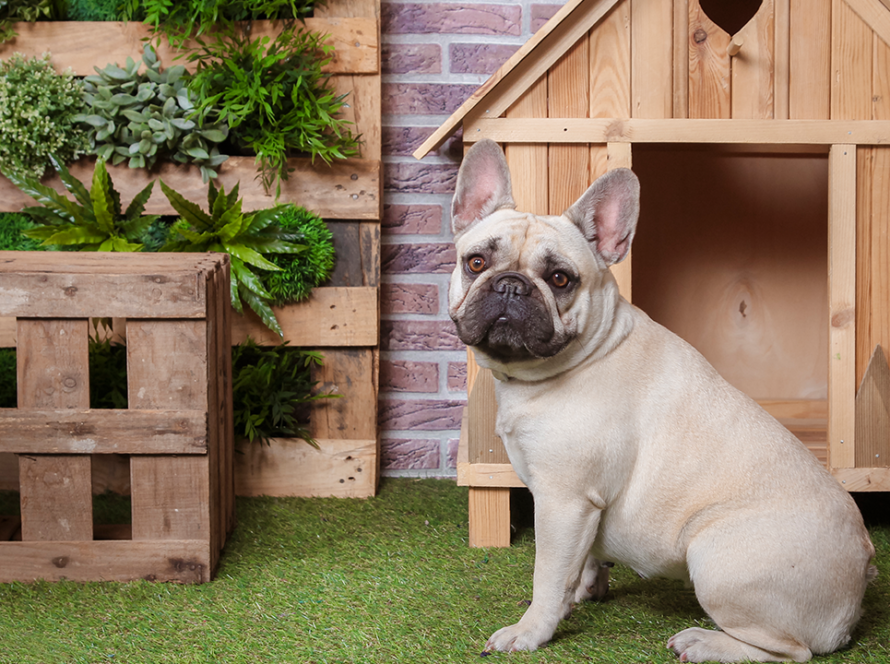 xxl-dog-crate-furniture