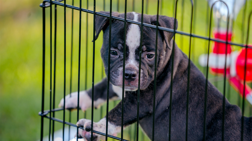 collapsable-dog-crate