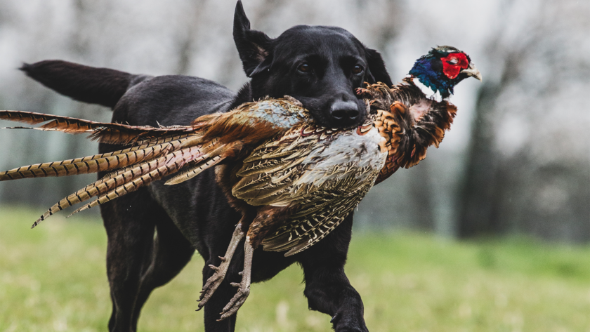 5 Best Dog Crates for Hunting - Durable Dog Crate