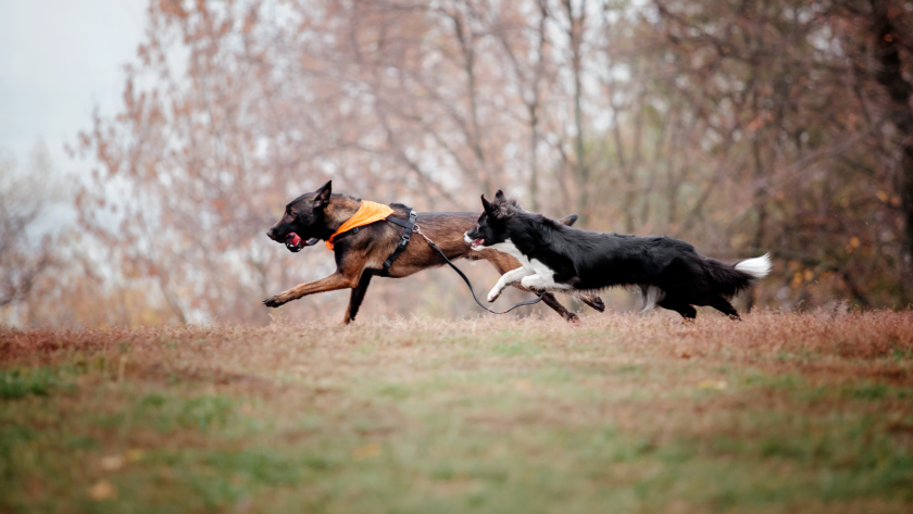 5 Best Dog Crates for Hunting - Durable Dog Crate