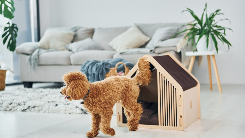 stylish-dog-crates