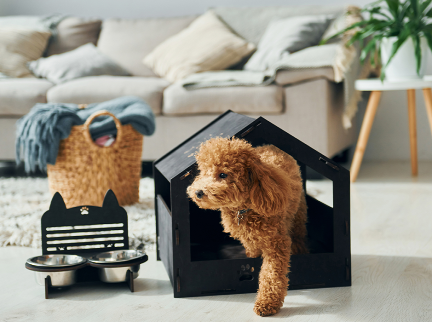 stylish-dog-crates