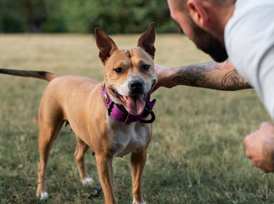 How-to-crate-train-a-rescue-dog