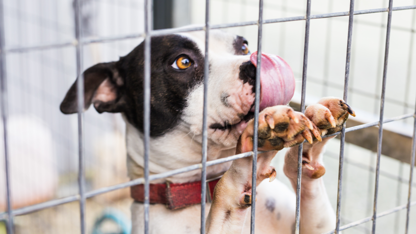 dog-in-crate-20-hours-a-day