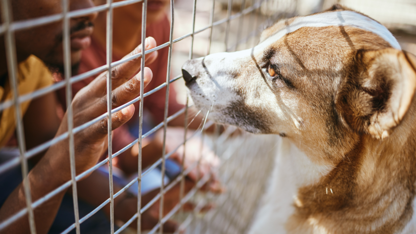 dog -in-crate-20-hours-a-day