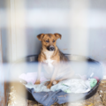 Is it okay to leave a dog in crate 20 hours a day? Best tips to make him comfortable