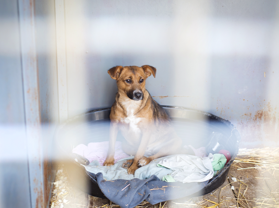 dog-in-crate-20-hours-a-day