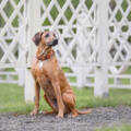 Top 5 Tallest Dog Crate for Your Giant Breed: A Comprehensive Guide