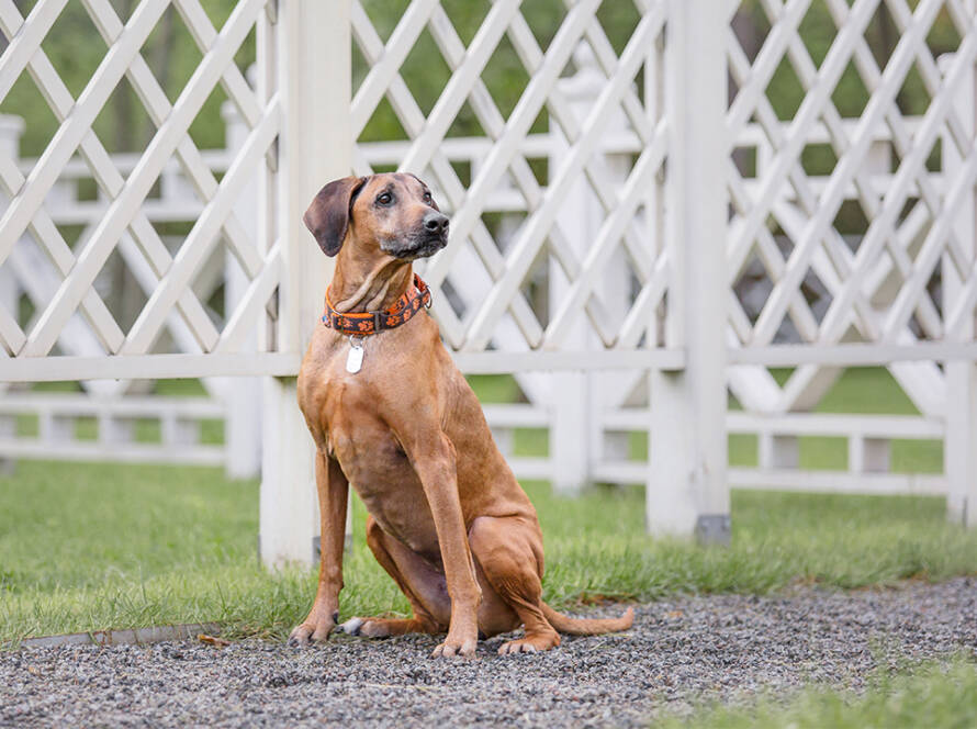 tallest-dog-crate